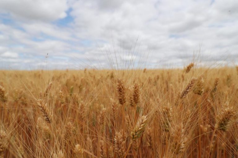 Rentabilidade dos cereais leva a quebra na área de cultivo que preocupa produtores