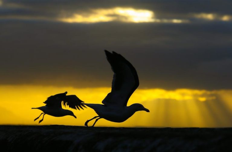 Gripe das aves detetada em gaivotas em Aveiro e Faro