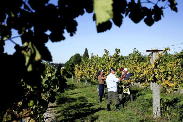 Vindimas nos vinhos verdes com qualidade que há muito não se via