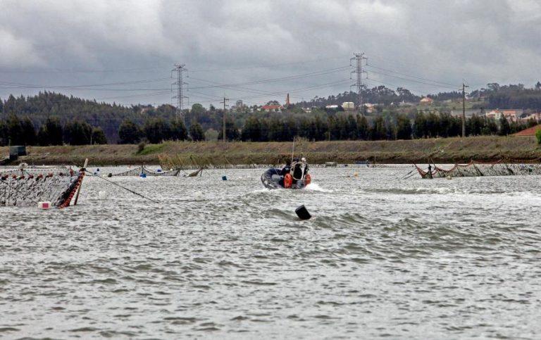 Rio Mondego com menor efetivo de lampreias desde que há registos