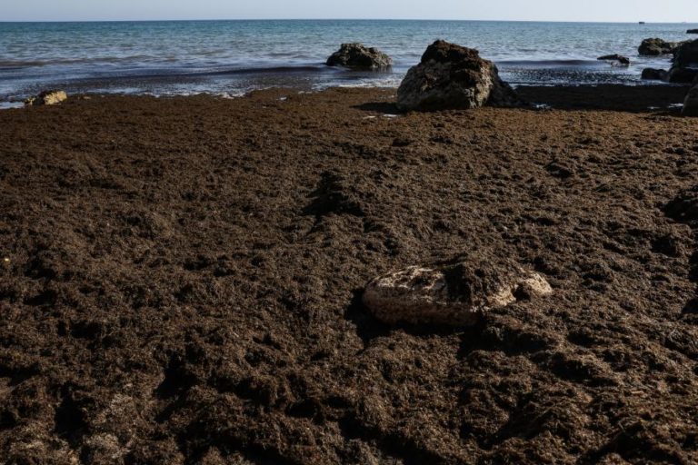 Remoção de algas nas praias de Portimão deverá ficar concluída na próxima semana