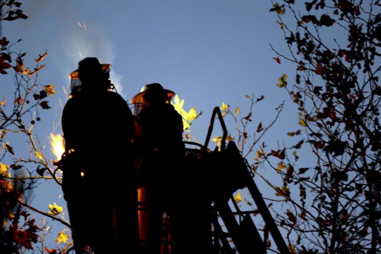 Associação apela à prevenção contra invasão nacional de vespa pior que a asiática