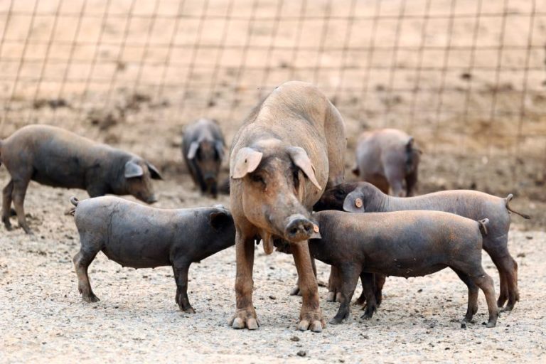 Portugal já pode exportar carne de suíno para Singapura após “exigente processo negocial”