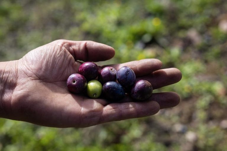 Governo vai classificar caroço de azeitona como subproduto