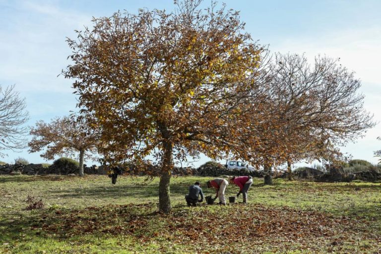 Falta de mão-de-obra na apanha da castanha em Penedono obriga à utilização de meios mecânicos