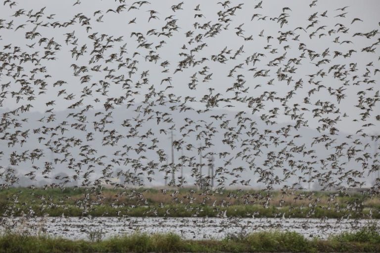 Vidros e superfícies espelhadas são uma ameaça fatal para as aves