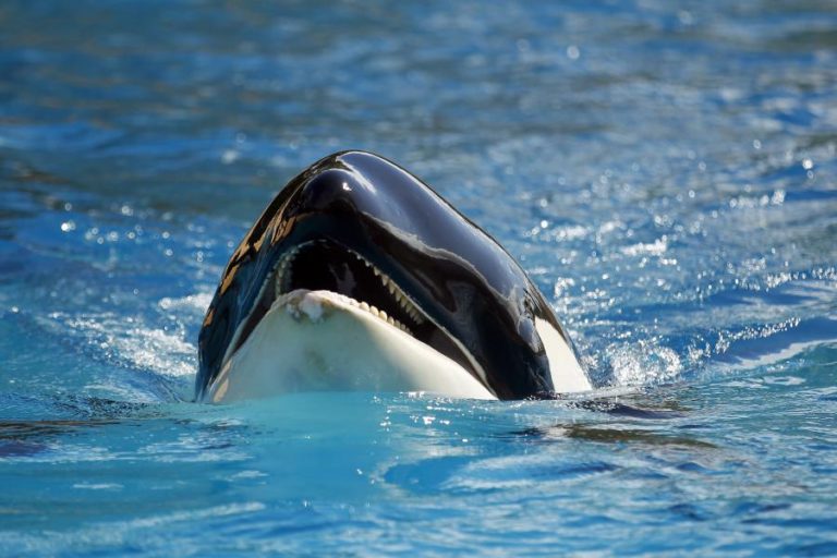Maior parque marinho da Europa encerrou hoje e procura destino para duas orcas