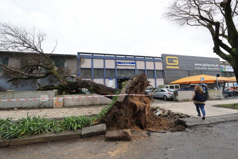 Escola Gonçalves Zarco em Matosinhos evacuada devido a queda de árvore