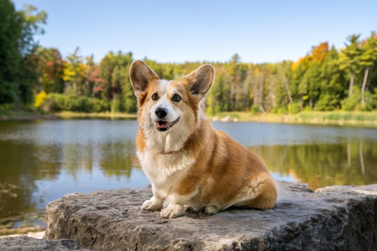 Animais: Corgi de Kitchener famoso nas redes sociais salva a dona