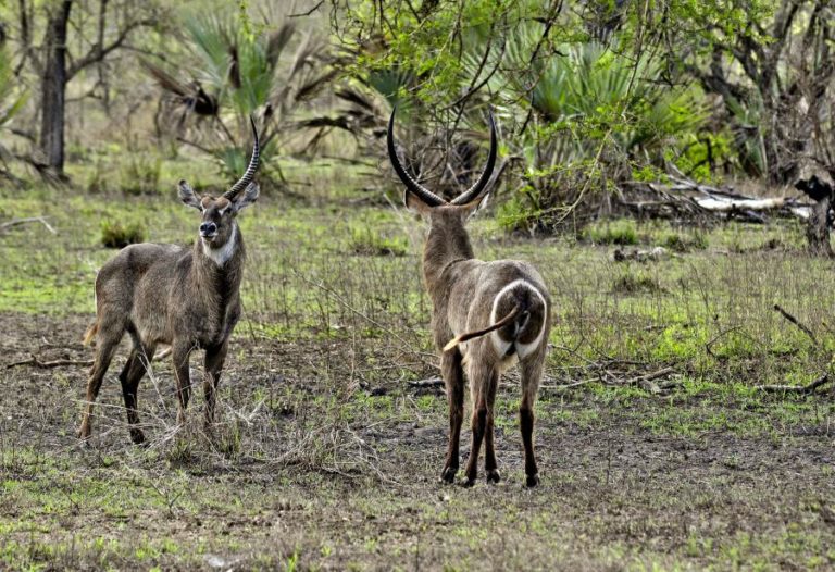 Gorongosa documenta mais de 110 mil animais de “grande porte” em levantamento aéreo