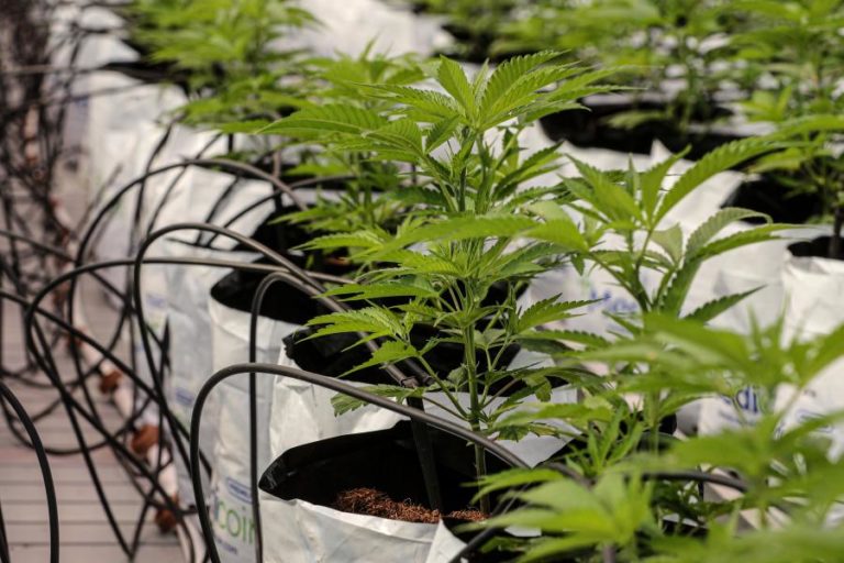 Policonsumo de drogas generalizado na Europa onde lidera o consumo da canábis