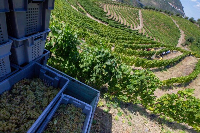 Douro preocupado com ameaças de tarifas dos EUA sobre vinho