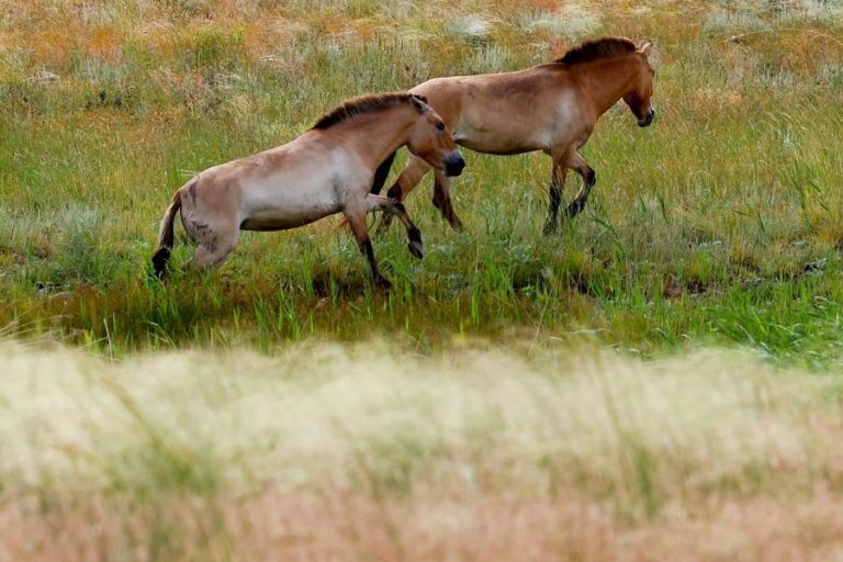 Mutação genética é a chave para os cavalos serem os “grandes atletas da natureza”