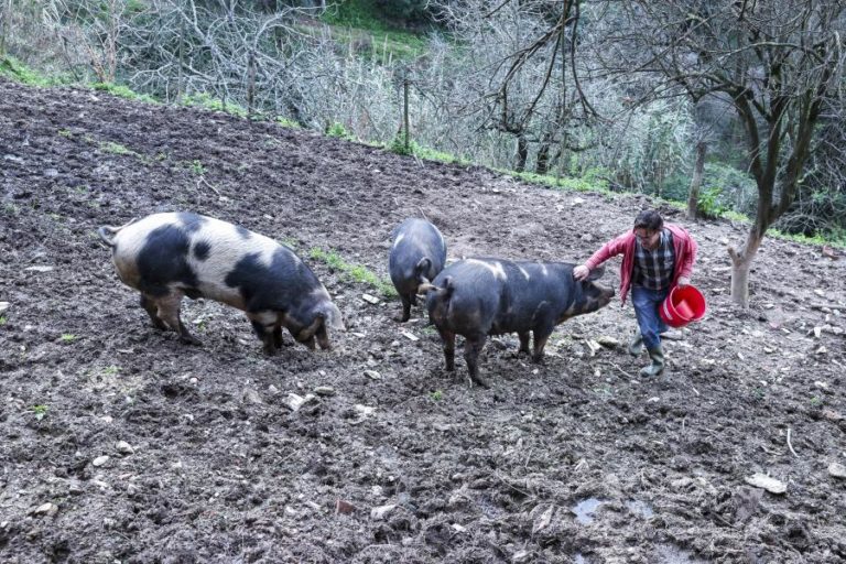 Animais de raças autóctones são monumentos a preservar numa quinta de Coimbra