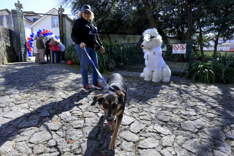 Associação de resgaste animal de Matosinhos cria evento para tentar pagar dívida