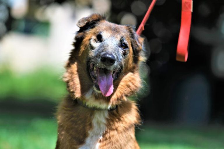 Associação recorre a voluntários e com poucos meios resgata animais maltratados em Maputo