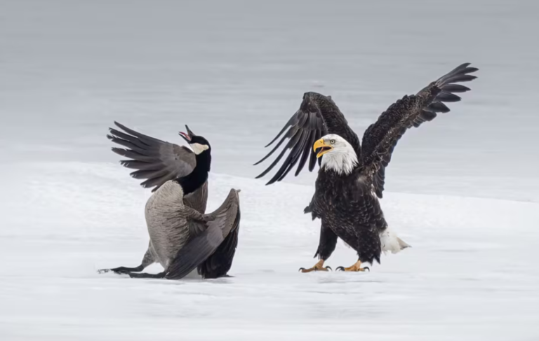Natureza: Fotógrafo canadiano capta luta “simbólica” entre águia e ganso