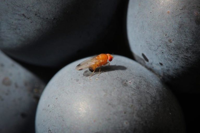 Álcool com moderação torna sensuais os machos da mosca da fruta