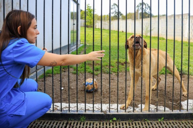 PATA, o projeto de Gaia que aposta na adoção ponderada de cães e gatos
