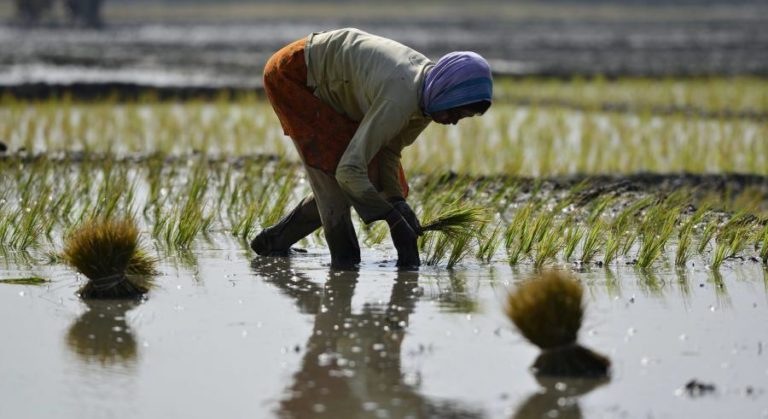 Investigadores estudam como arroz terá saído de cidade guineense para o mundo