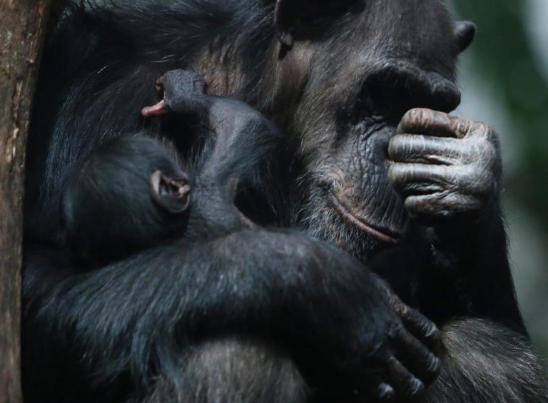 Chimpanzés selvagens na Guiné-Bissau batem com pedras para comunicar
