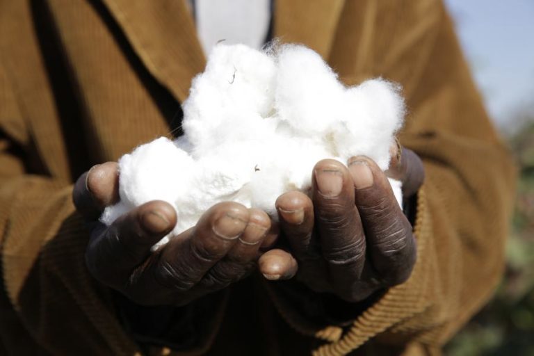 Moçambique deixa de subsidiar preço do algodão na atual campanha agrária
