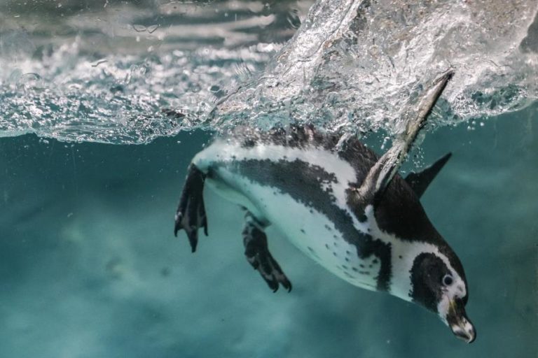Excremento de pinguins pode ajudar a reduzir efeitos das alterações climáticas na Antártida