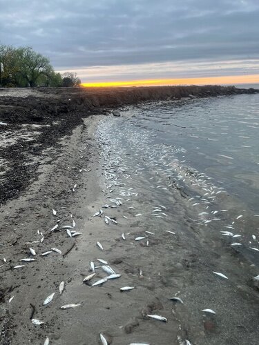 Milhares de peixes mortos cobrem margens do Lago Ontário