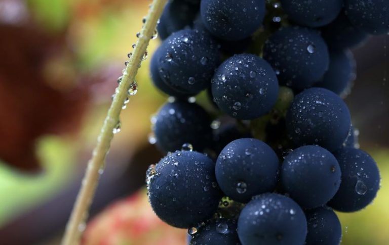 Conselho da UE inicia negociação de medidas de apoio ao setor do vinho