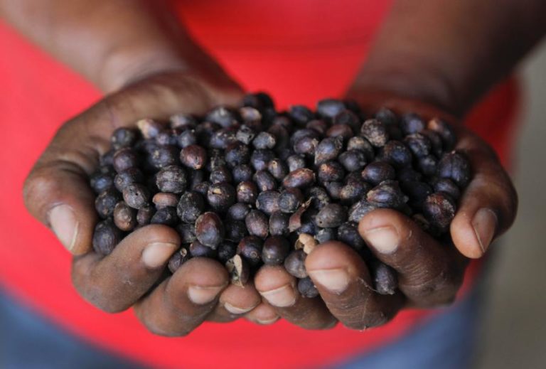 Governo moçambicano prevê produção de quase 100 toneladas de café este ano