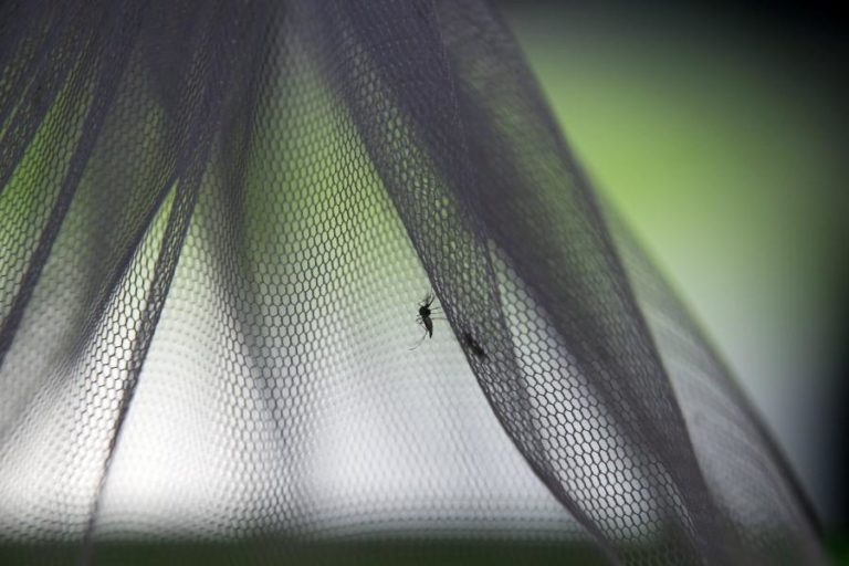 Malária matou 270 em mais de seis milhões de casos em cinco meses em Moçambique