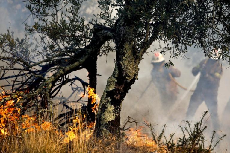Mais de 60 concelhos de nove distritos em perigo máximo de incêndio