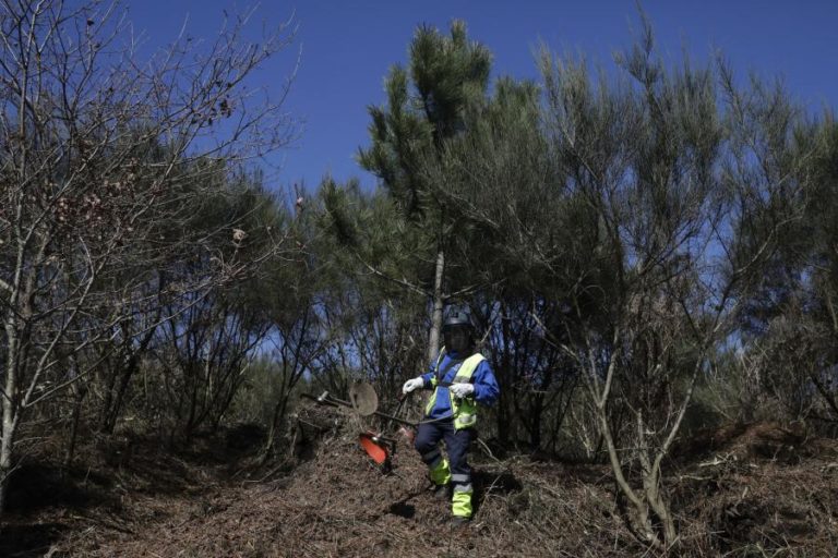 Termina hoje prazo para limpeza de terrenos e GNR inicia fiscalização segunda-feira