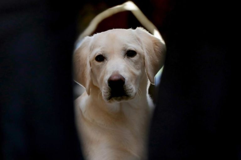 Eurodeputados aprovam regras relativas a bem-estar de cães e gatos