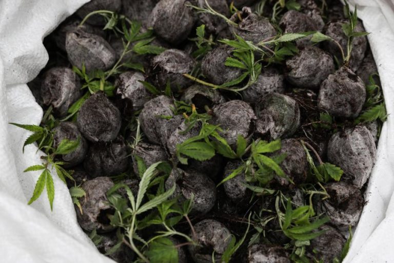 Canábis é a droga mais consumida em África e presença de cocaína e opioides aumentam