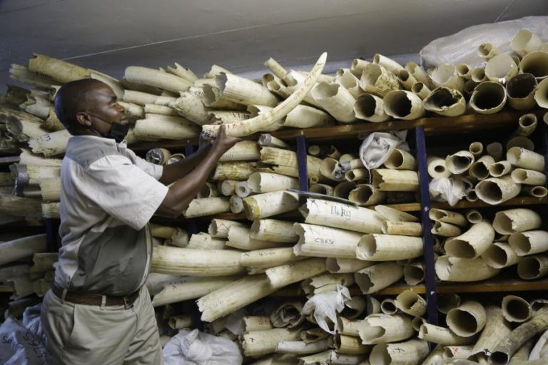 Detidos dois homens com 140 pontas de marfim no centro de Moçambique