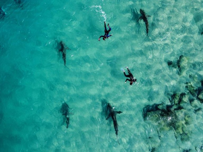 Novo levantamento revela biodiversidade de tubarões e raias em Cabo Verde