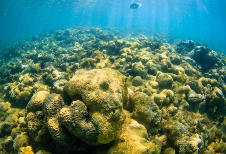 IPMA apresenta contas dos ecossistemas marinhos na Conferência da ONU