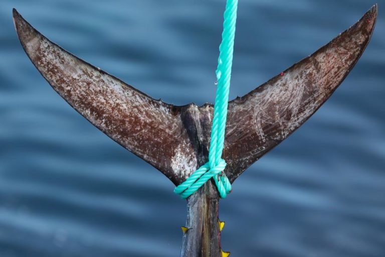 GNR apreende 250 quilogramas de atum patudo na ilha de Santa Maria