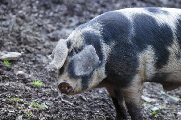 China prolonga até dezembro inquérito ‘antidumping’ sobre carne de porco europeia