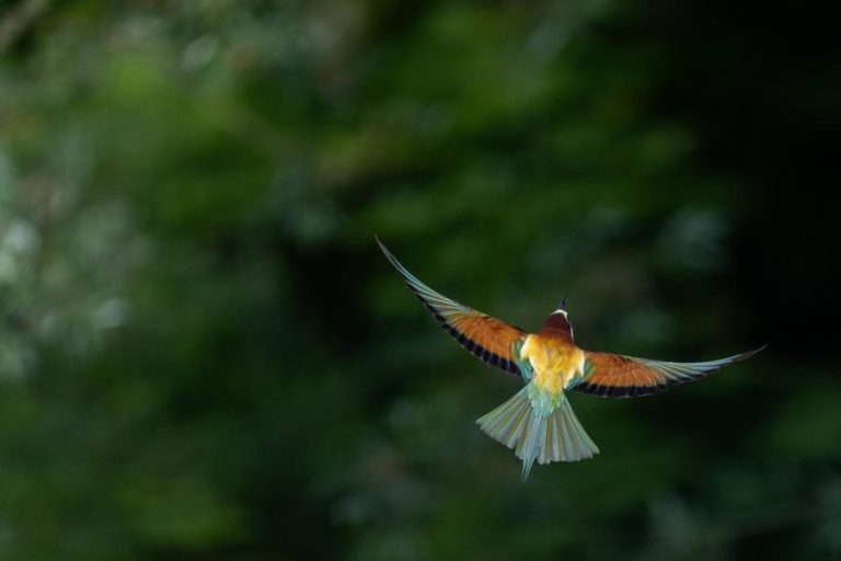 Mais de 500 espécies de aves em risco de extinção nos próximos 100 anos