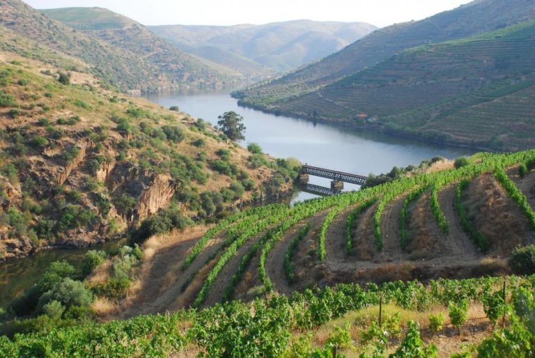 Douro reduz produção de vinho do Porto para as 75 mil pipas