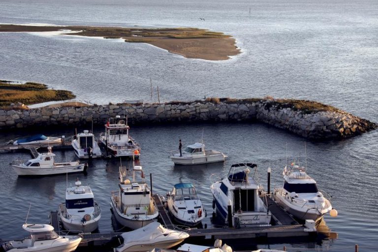 Pescadores pedem mais fiscalização à apanha de bivalves na ria de Aveiro