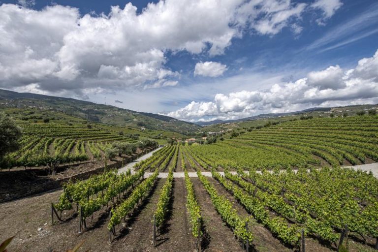 Comissão Europeia aponta quebra histórica na produção de vinho