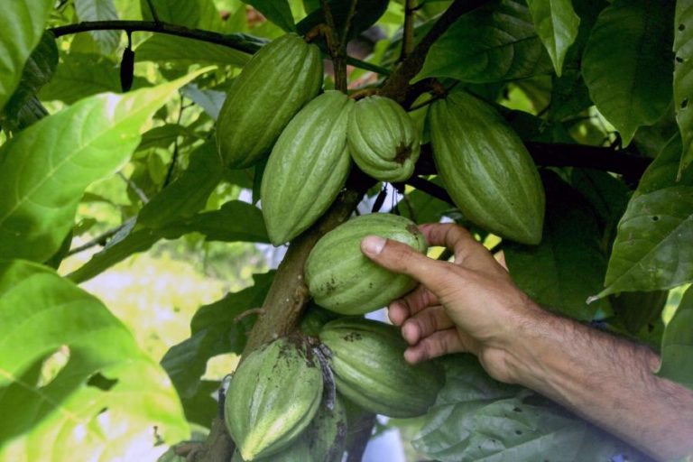 Angola assina acordo com empresa chinesa para investimento agrícola de 84,8ME