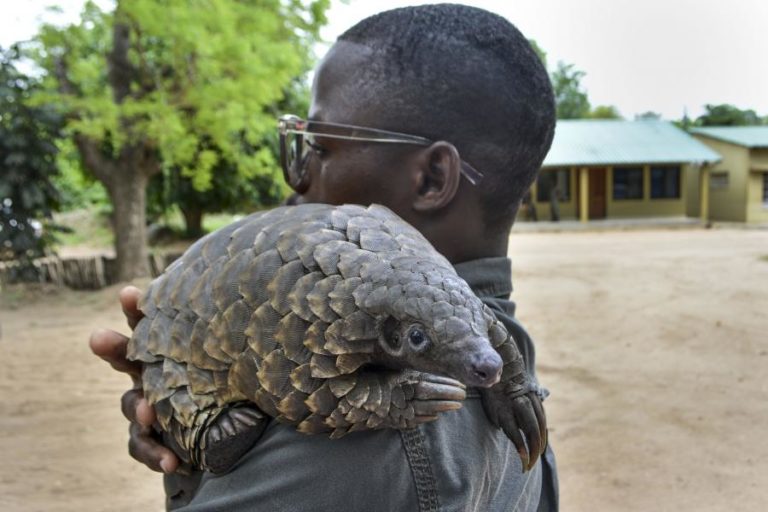 Três detidos por venda de pangolim no centro de Moçambique