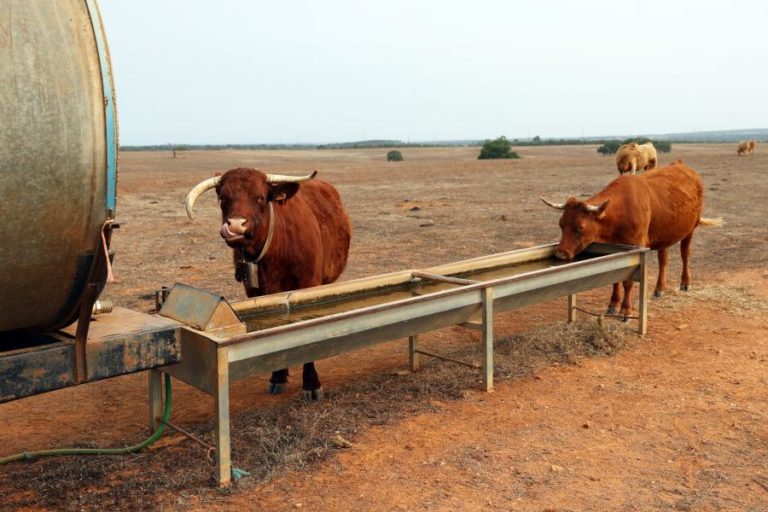 Portugal volta a poder exportar bovinos para a Argélia