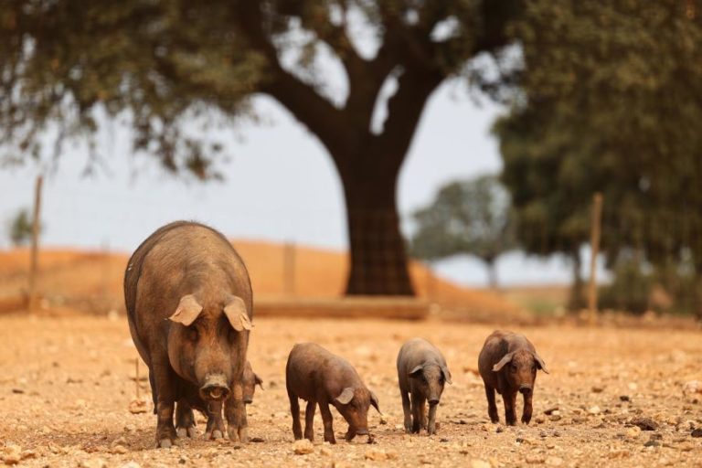 Suinicultores obrigados a declarar porcos em agosto