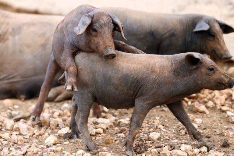 Portugal já pode exportar carne de porco para Filipinas
