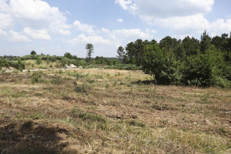 Fundo Ambiental apoia instalação de centrais de biomassa em seis municípios com 2 ME